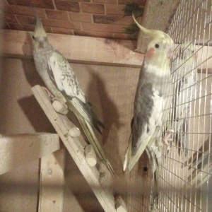 hazır cüt karilalat var cütü 100 manatdı 3 c