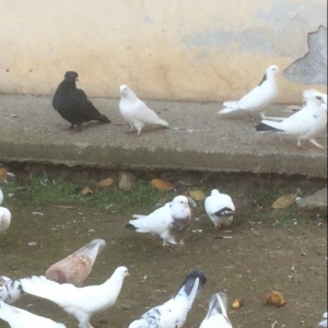 25 denedi Hamsi des satilir tek tek satilmir icinde tek 100manata ali