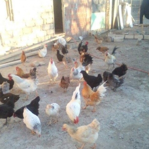 tam saglamdilar yumurtaliq toyuqlar 6-7ayliqdi tec