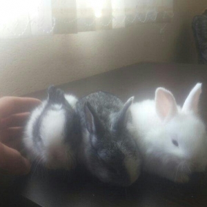 karlik dosanlar temiz ve saglamdi satiram birini 1