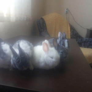 karlik dosanlar temiz ve saglamdi satiram birini 10 aznden ciddi sexsl