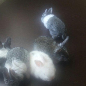 karlik dosanlar temiz ve saglamdi satiram birini 10 aznden ciddi sexsl