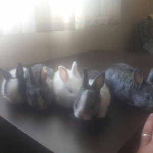 karlik dosanlar temiz ve saglamdi satiram birini 10 aznden ciddi sexsl