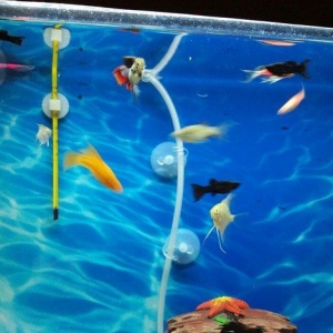 Akvarium,baliqlarla birlikde satilir.Filter,hava kompressoru,qizdirici