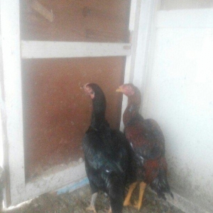 heyrati temiz cins fere ve xoruz xoruzu 5 ayliqdi 50 azn