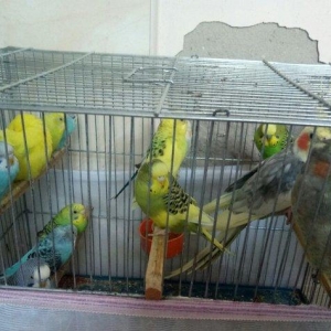 Tutuquwlari satilir hec bir problemleri yoxdu 13 edet valnisli 2 koril