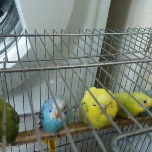 Tutuquwlari satilir hec bir problemleri yoxdu 13 edet valnisli 2 koril