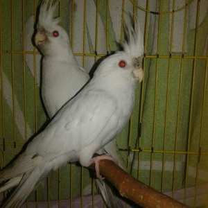 5 aylig cut albinos karella satiram.tam saglam ve aktiv quwlardi.cutu