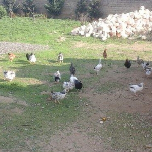 6 azn fereler 6 ve 7 ayliqlar heyet serayitinda sa