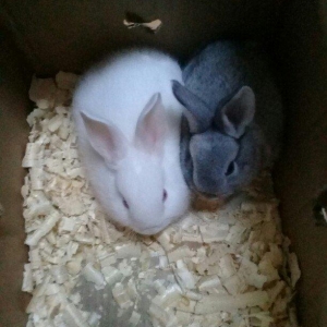 kiçik dovşan balaları satılır. Sağlam və təmizdilər. Dovşan balaları ç