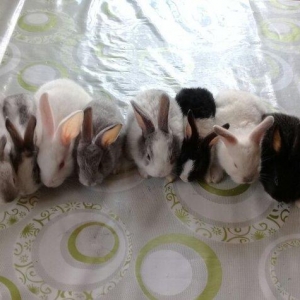 kiçik dovşan balaları satılır. Sağlam və təmizdilər. Dovşan balaları ç