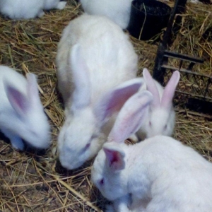 Velikan balalaridi sekildeki boyukler ve balalari var 3 aylig olarlar