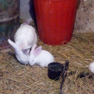 Velikan balalaridi sekildeki boyukler ve balalari var 3 aylig olarlar