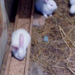 Velikan balalaridi sekildeki boyukler ve balalari var 3 aylig olarlar