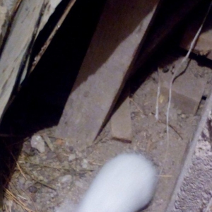 Velikan balalaridi sekildeki boyukler ve balalari var 3 aylig olarlar