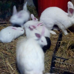 Velikan balalaridi sekildeki boyukler ve balalari var 3 aylig olarlar