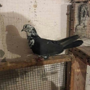 ag dow erkeydi 1 heftedi heyvan gezirdi axir ki ge