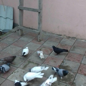 goy badam lelek erkekdi barter olunur mayayla erkek coxlugundan barter