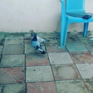 goy badam lelek erkekdi barter olunur mayayla erkek coxlugundan barter