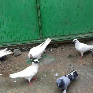 goy badam lelek erkekdi barter olunur mayayla erkek coxlugundan barter