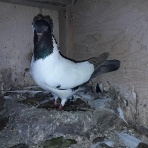 Tam saglam qizgin boz manax maya.Belinde biraz lekesi var wekle