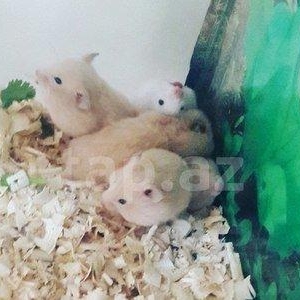 Xamyak 2 eded qalib 2side disidi 1 karicnivi 1 ag 1i 6 azn 2sinide