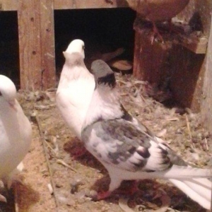 Gozel goybaw maya saglamdi bala verir pirablemi yoxdu zemanet vererem