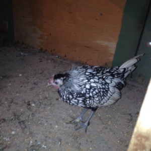 5 aylıq Zibrit xoruzu Satıram barterde mümkündü zibrit feresiyle Tekl