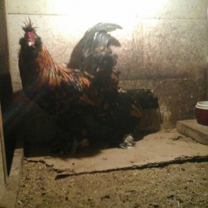 Pavlovski 1 illikdir tam saglamdir rusyadan gelmedir cutu 160 manatdir