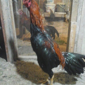 Heyratı xoruzu temiz turk sortu 1 illikdir tam saglamdir.