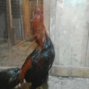 Heyratı xoruzu temiz turk sortu 1 illikdir tam saglamdir.