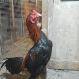 Heyratı xoruzu temiz turk sortu 1 illikdir tam saglamdir.