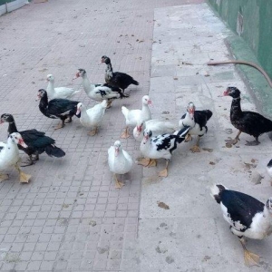 6 ayliq lal ordeklerdi, disi 5 dene, erkey 10a yaxin var, esl yeyilesi