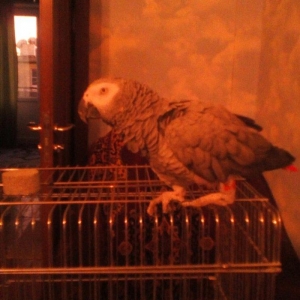попугай породы жако. ищу дл
