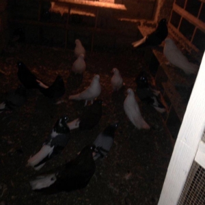 Nikolay quwlaridi.ancaq 4 aqlar satilir ata ana 2 