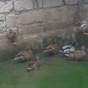 oz qujlarimdi axlamdilar ordekler  180 m qirqovul 