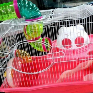 Cunqariklercun teze ve iri icinin her bir aksesuari ile birlikde qefes