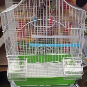 Papuqay,tutuquwu,amadin ve buk buller ucun teze qe