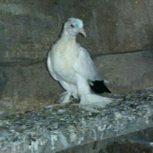 Korella papuqayi tam hazir mayani diwi quwu tam hazir erkeyle deyiwdir