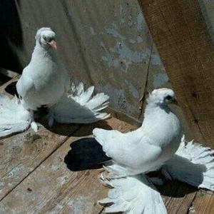 Korella papuqayi tam hazir mayani diwi quwu tam hazir erkeyle deyiwdir