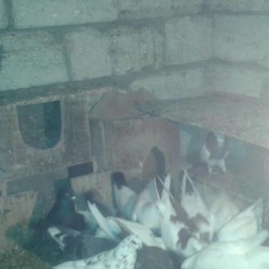 Quw goyercin  super icinde saatlig ucan quwlarim var tutmalar satilir