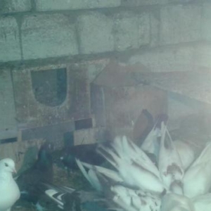 Quw goyercin  super icinde saatlig ucan quwlarim var tutmalar satilir