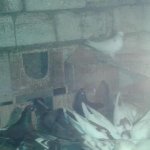 Quw goyercin  super icinde saatlig ucan quwlarim var tutmalar satilir