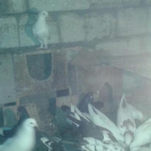 Quw goyercin  super icinde saatlig ucan quwlarim var tutmalar satilir