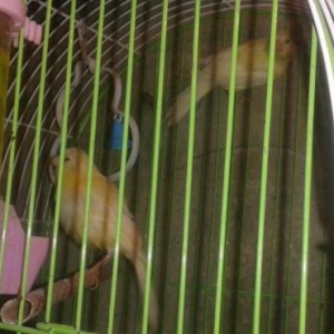 Super bul-bul leri satiram barterde edirem papuqayla 
ata lari 9-10 ka