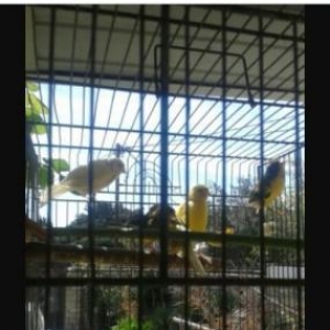 Super bul-bul leri satiram barterde edirem papuqayla 
ata lari 9-10 ka