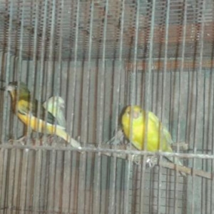 Super bul-bul leri satiram barterde edirem papuqayla 
ata lari 9-10 ka