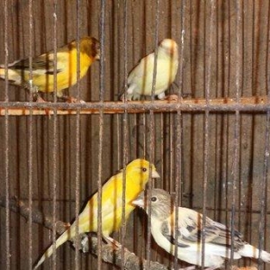 Super bul-buller satiram atalari mende cox gozel o