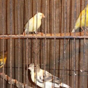 Super bul-buller satiram atalari mende cox gozel oxuyur hardasa 12 kal