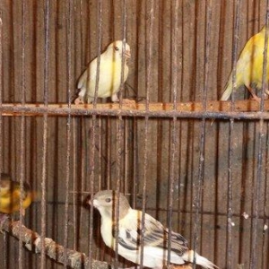 Super bul-buller satiram atalari mende cox gozel oxuyur hardasa 12 kal